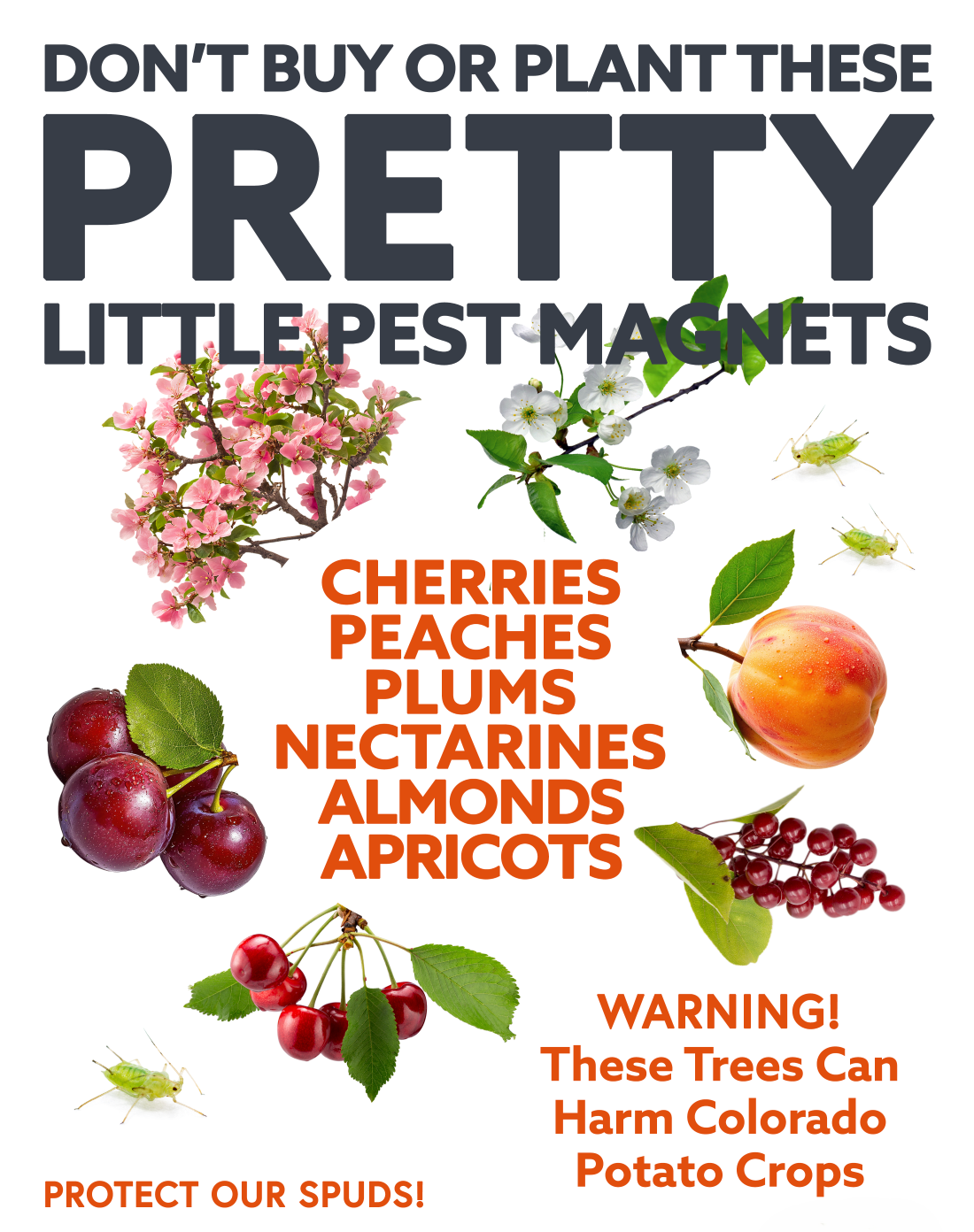 Don't buy or plant these pretty little pest magnets
