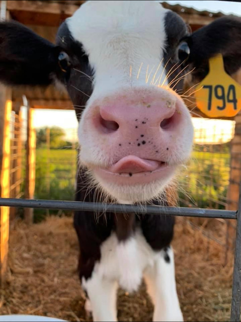 Calf gets close to the camera and sticks its tongue out 