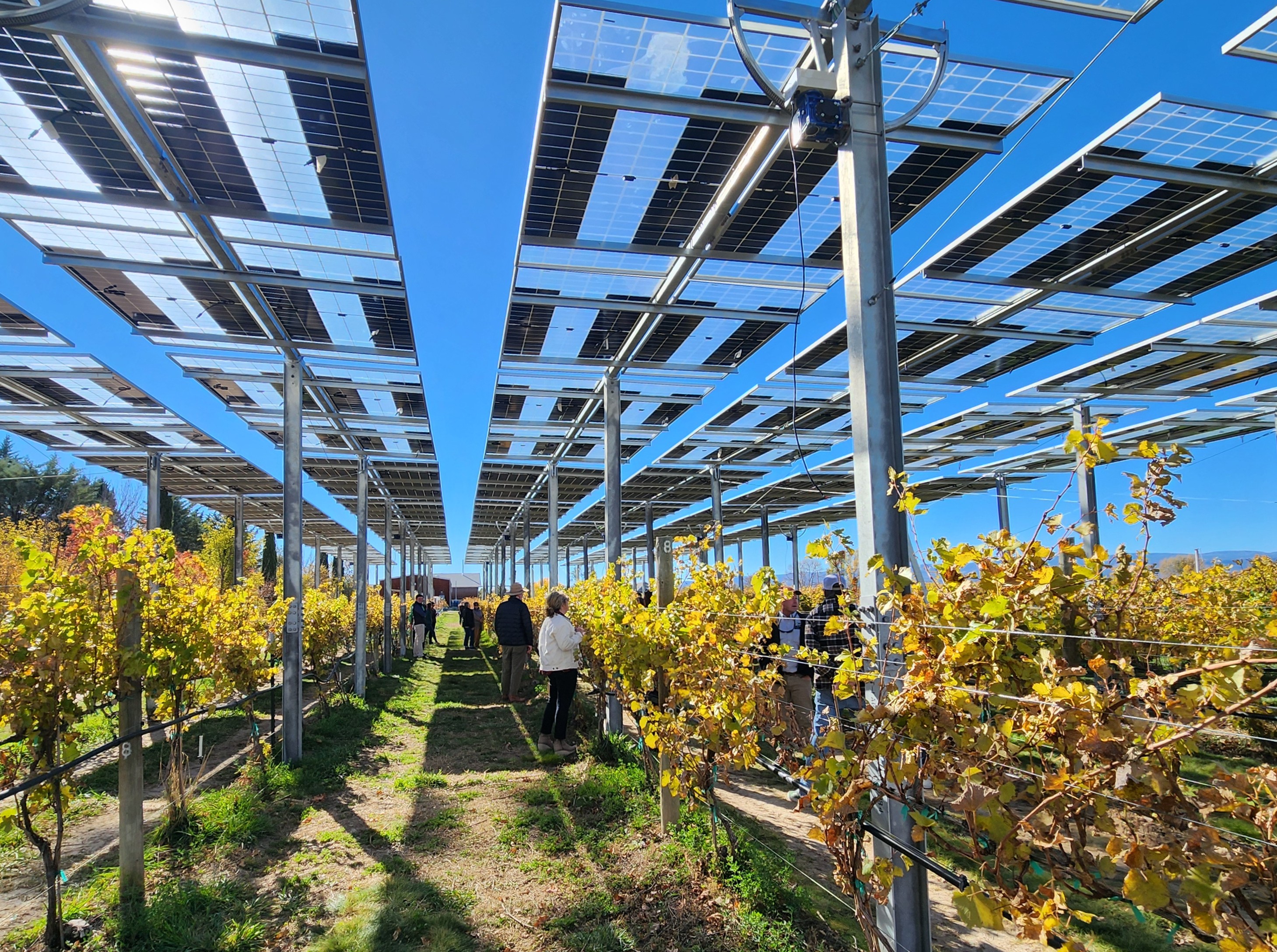 People pass under solar panels located over a vinyard