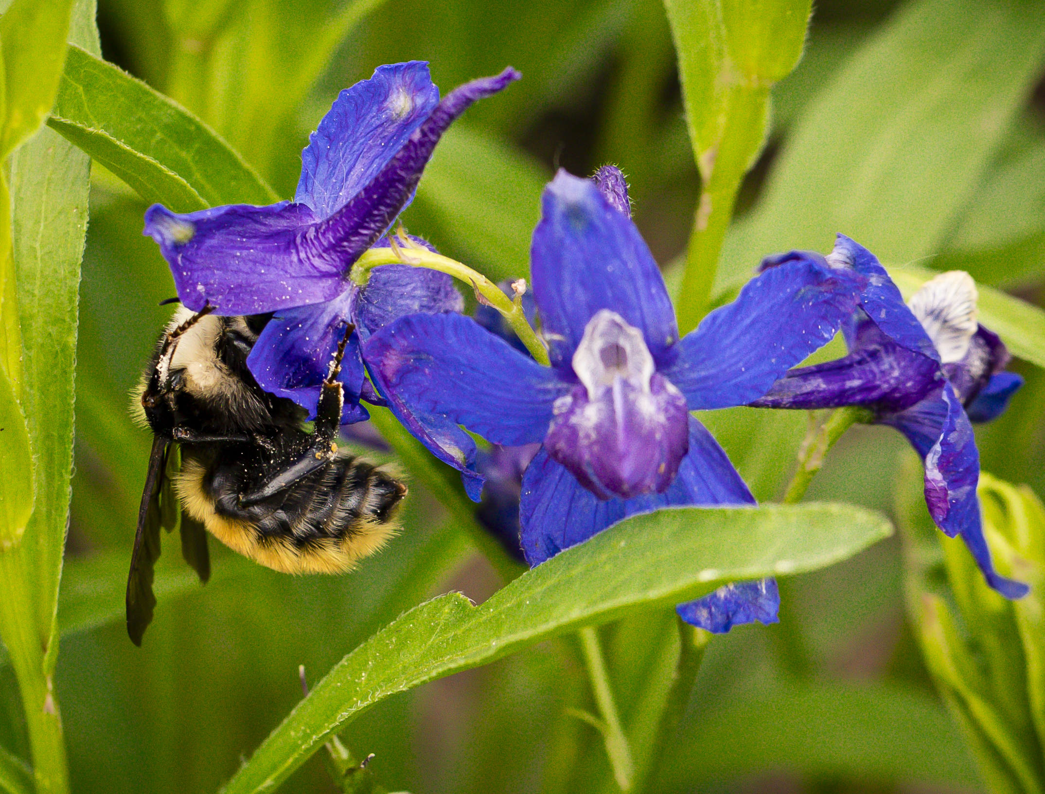 A bumblebee peeks into a flower