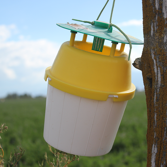 Green, yellow, and white bucket trap