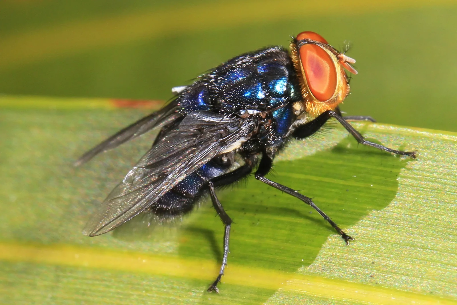 Closeup of a New World Screwworm fly