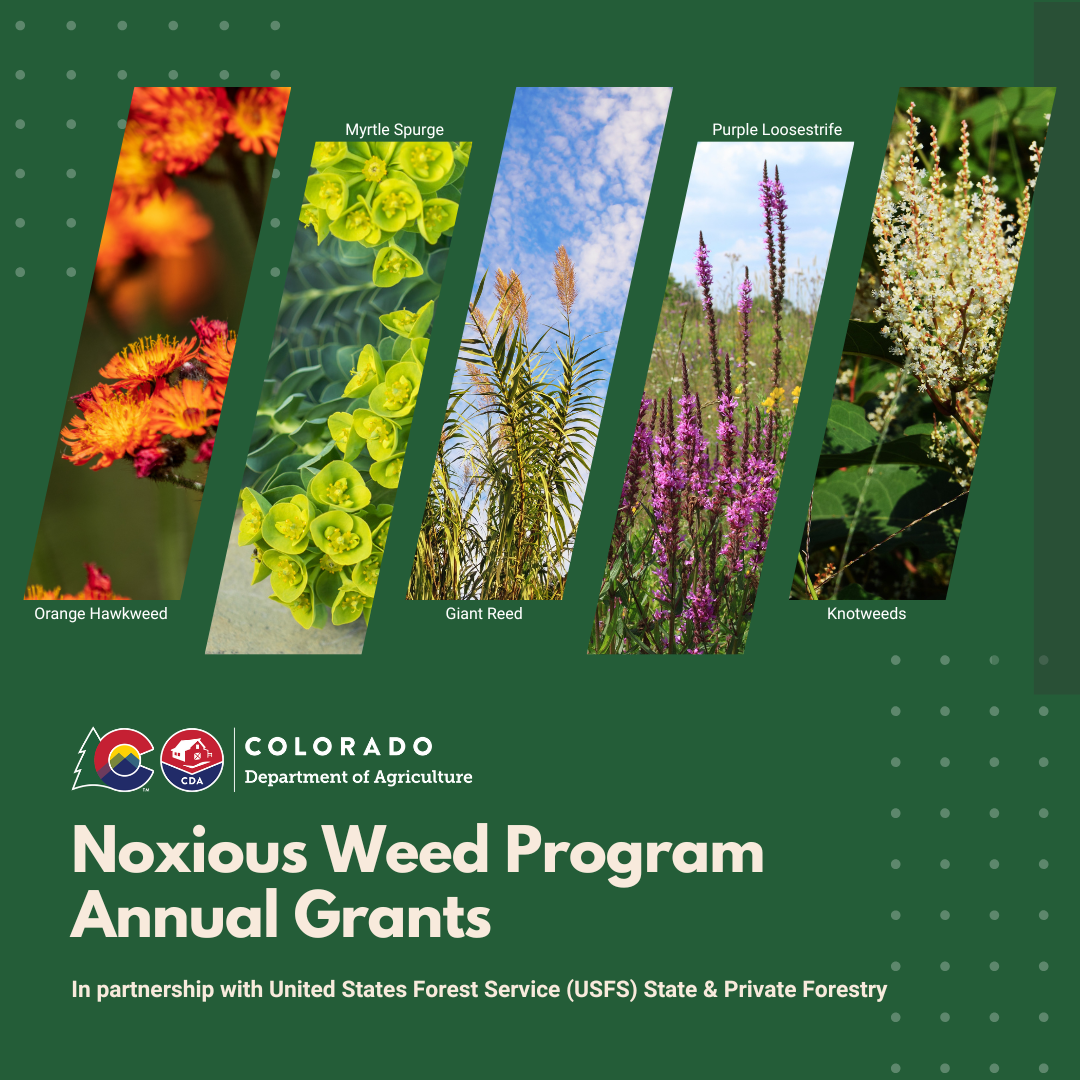 Graphic for the Noxious Weed Program Annual Grants with a green background and photos of orange hawkweed, myrtle spurge, giant reed, purple loosestrife, and knotweeds