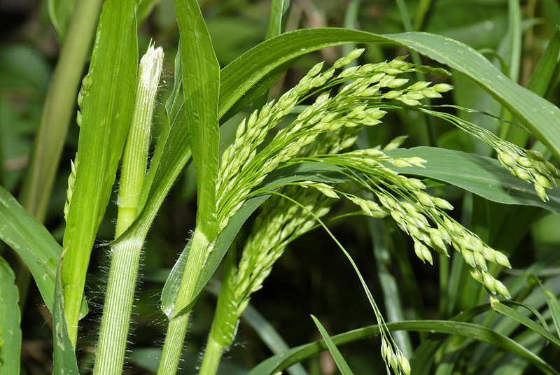 Closeup of a green proso millet plant seeds