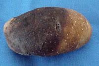 Discolored potato 