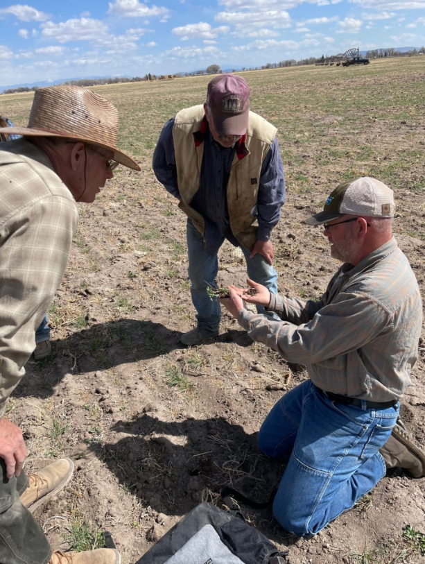Patrick O'Neill kneels in a field while holding up crop residue to two others