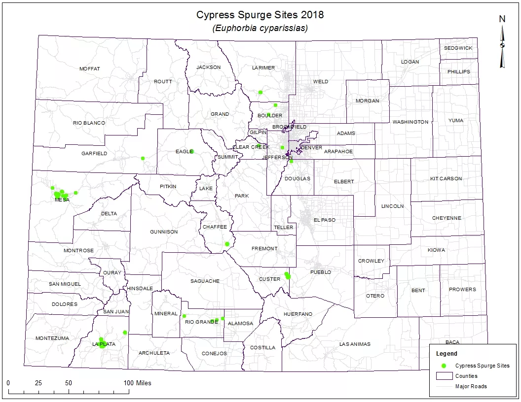 Cypress Spurge 2018