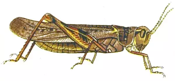 The Melanoplus spretus, or Rocky Mountain Locust
