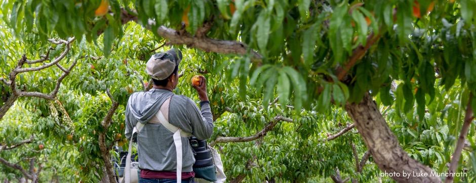 From behind, a male ag worker studies a peach in a photo titled "Perfect Peach" by Luke Munchrath of a peach orchard.