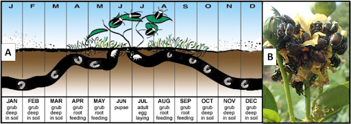 A graphic illustrating the lifecycles from deep in the soils as grub in January, to leaves as adults in the summer months, and back into the soil as grub by August. An image in figure B next to the graphic shows a plant infested with adult beetles.