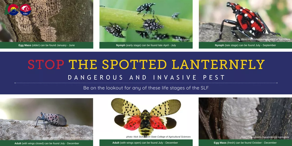 Spotted Lanternfly Stages of Life