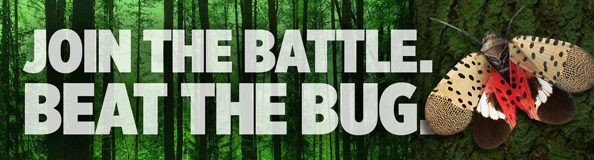 Join the battle, beat the bug