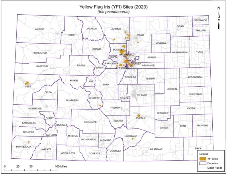 Colorado counties map of Yellow Flag Iris Sites in 2023.