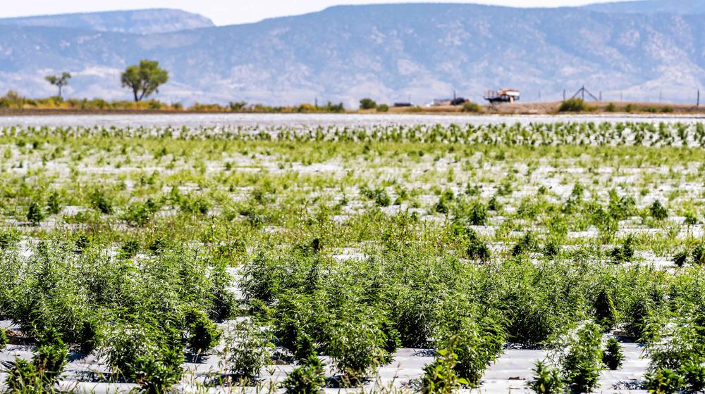 Hemp Field