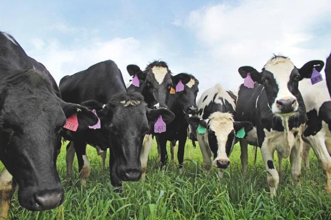 Dairy Cows NREL study