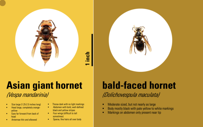 Asian Giant Hornet vs. Bald Faced Hornet (NCSU Extension)