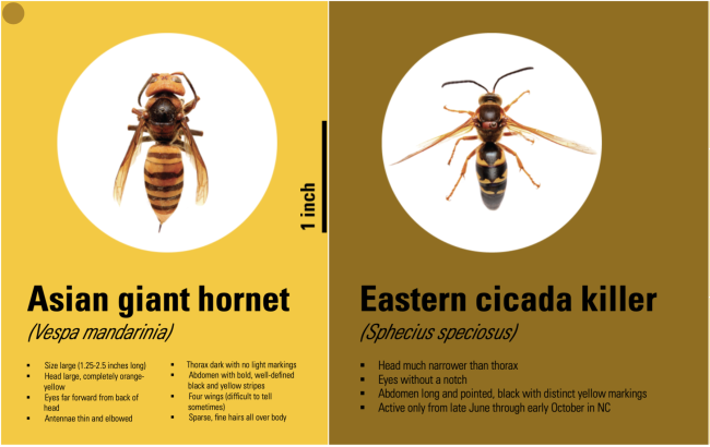 Asian Giant Hornet vs. Eastern Cicada Killer (NCSU Extension)