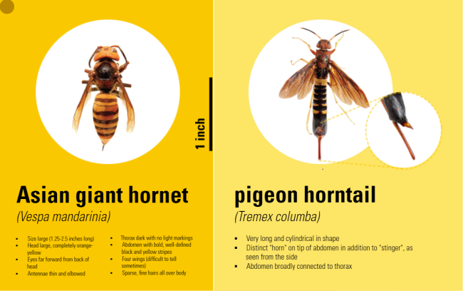 Asian Giant Hornet vs. Pigeon Horntail (NCSU Extension)