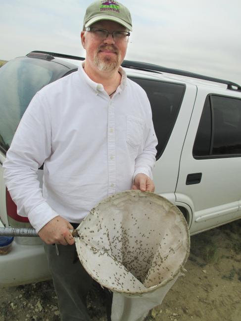 Staff Collects/Releases Tamarisk Beetle
