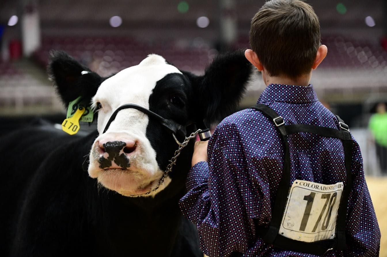 Young farmer and cow