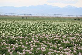 field of flowering potatoes