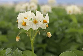 Seed Potato Flower