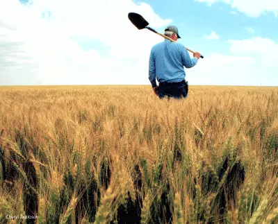 Man in a wheat field