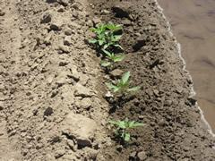 co hemp seedling