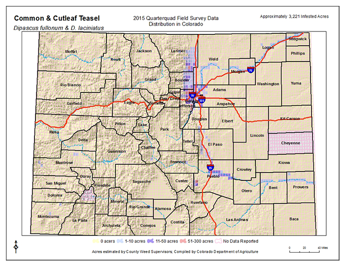Common Cutleaf Teasel Map