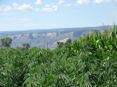 hemp mountains