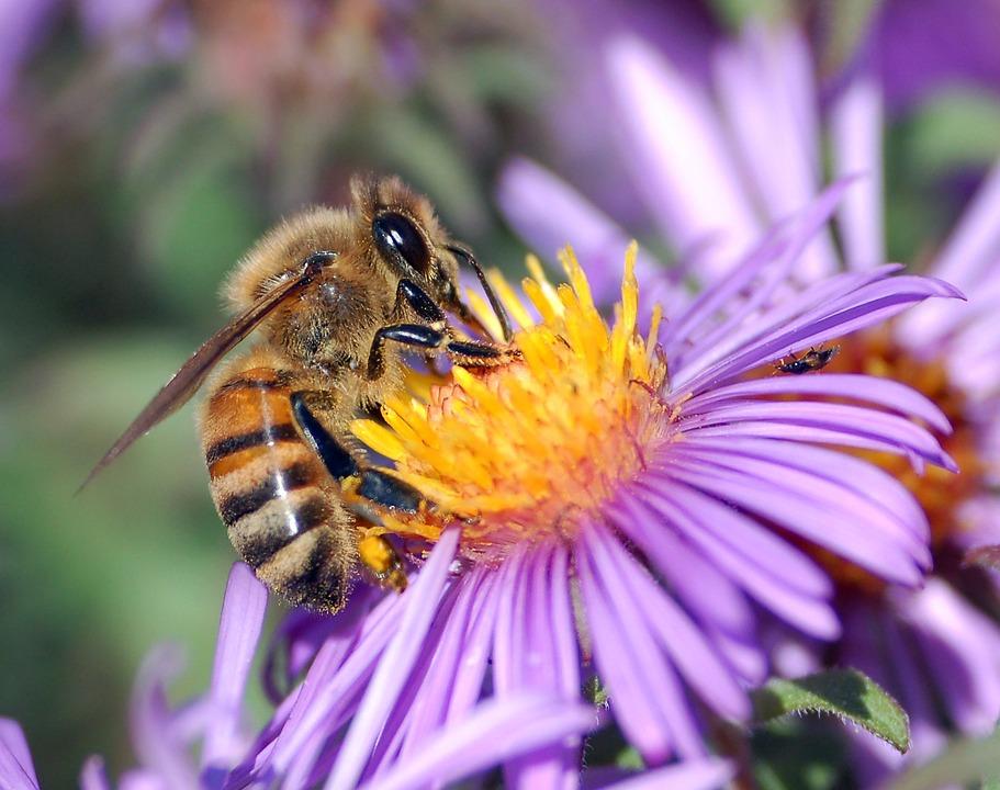 Honey bee on a purple flower