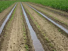 irrigation rows