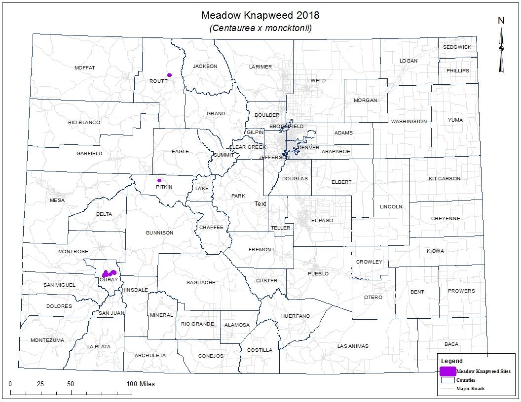 Meadow Knapweed 2018