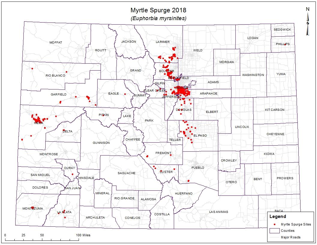 Myrtle Spurge 2018