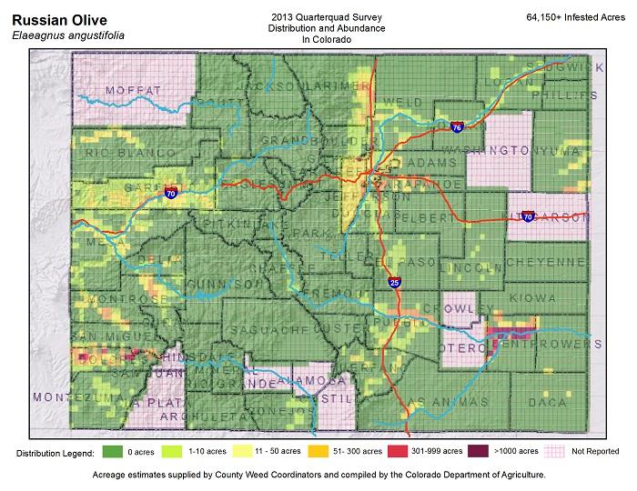 Russian olive map