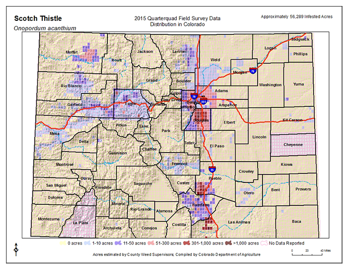 Scotch Thistle Map
