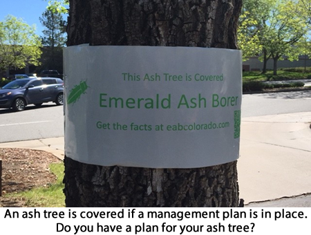 white sign for emerald ash borer