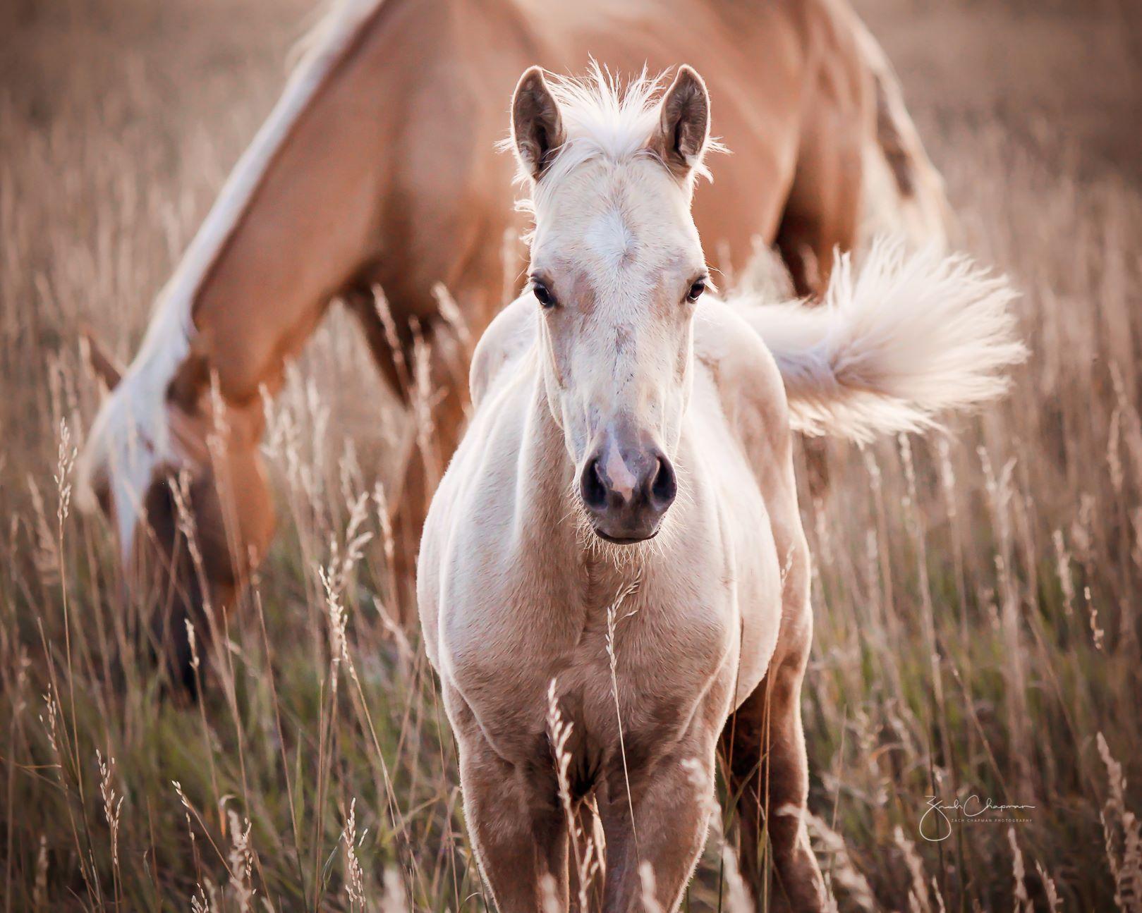 A horse with a foal in the foreground
