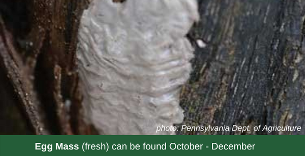 Egg Mass (fresh) can be found October - December