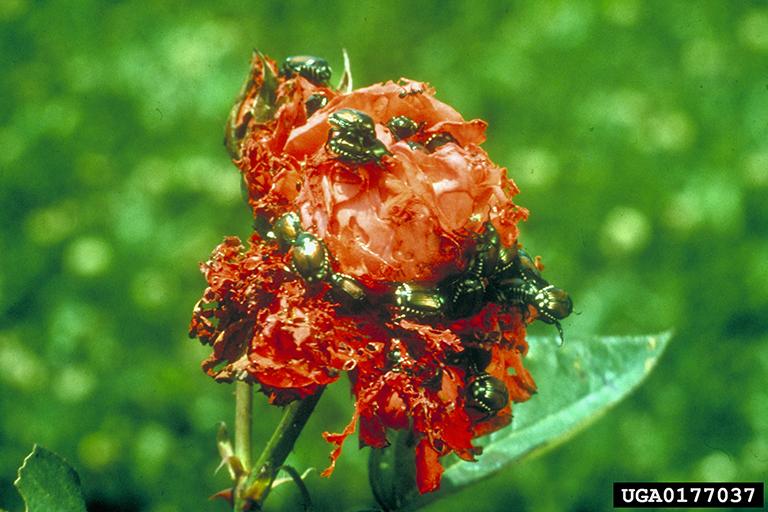 Japanese Beetle