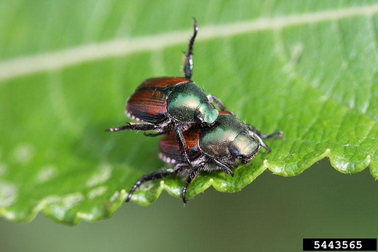 Japanese Beetle