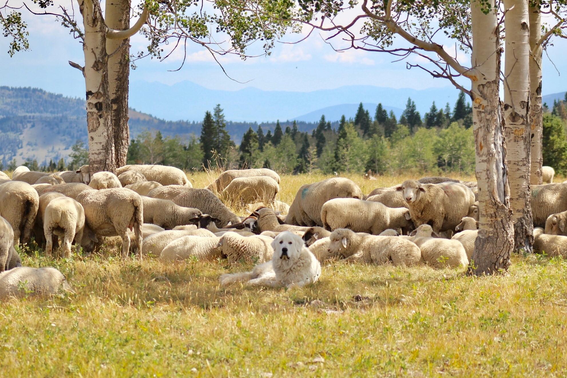 Sheep and sheep dog in mountain meadow