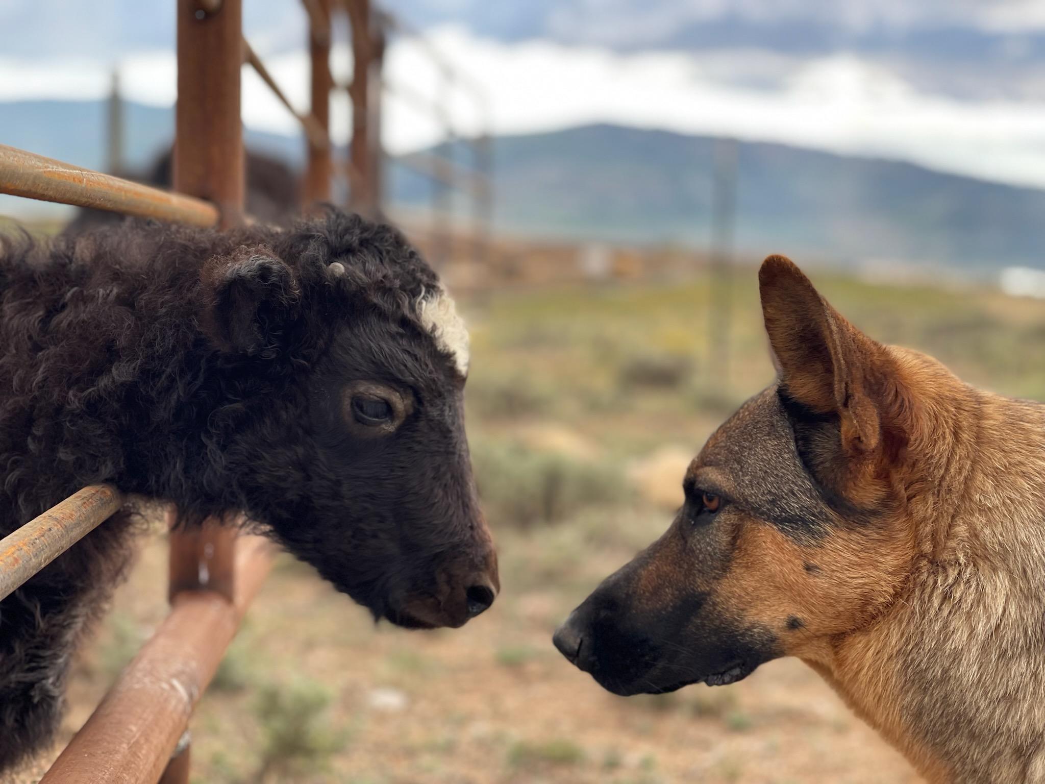 A calf pokes its head through a metal gate to nearly touch noses with a watchful and calm German shepherd 