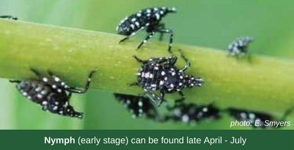 SLF Nymph (early stage) can be found late April - July