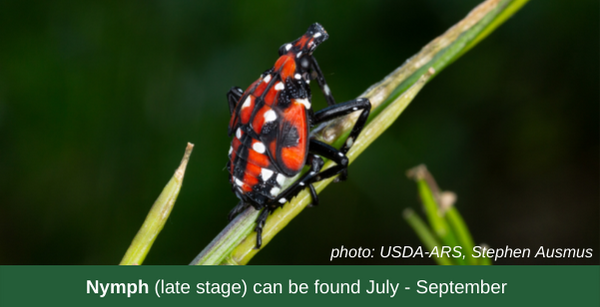 SLF Nymph (late stage) can be found July - September