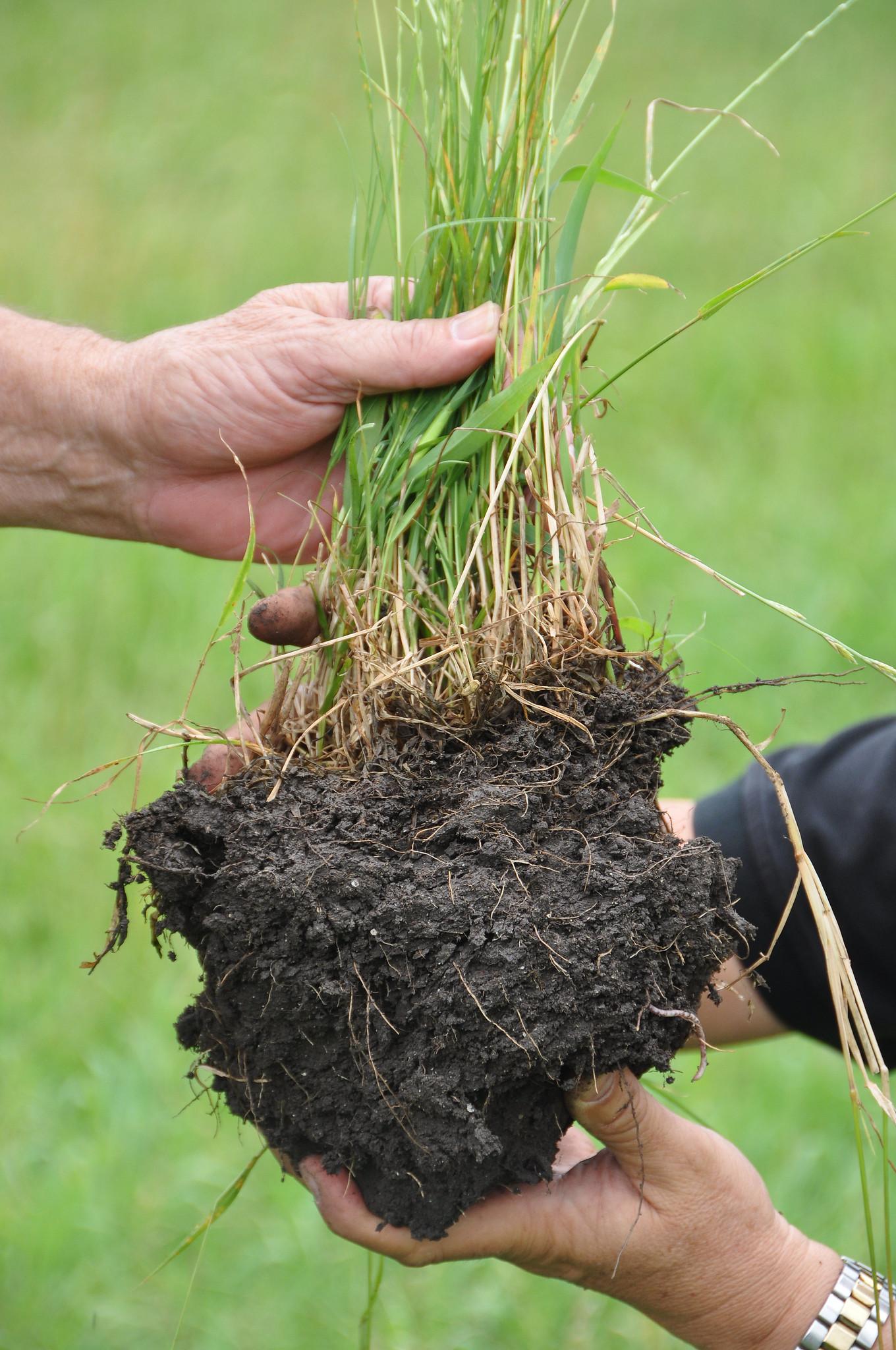 Person holding a large piece of soil with root systems and grass sprouting up