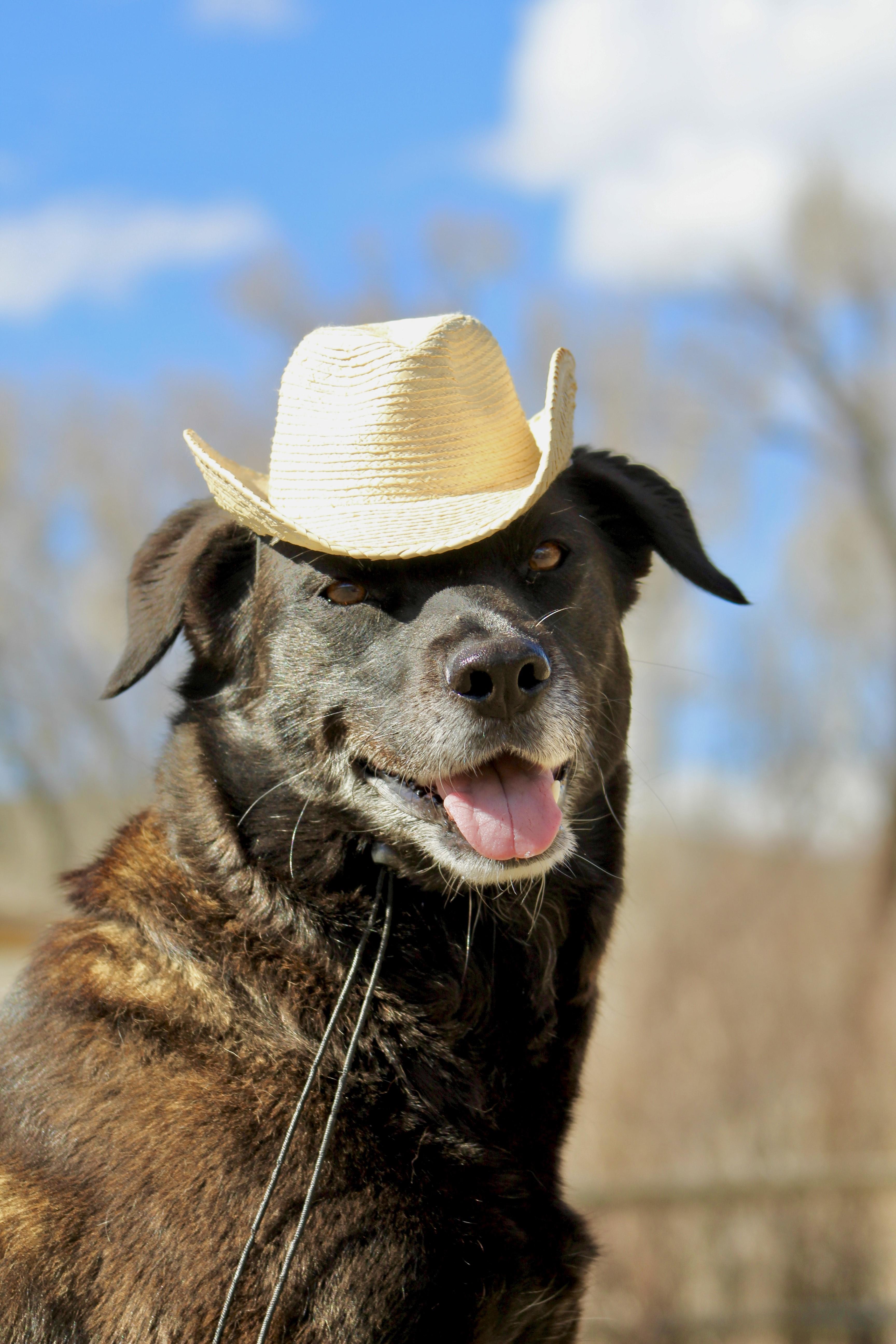 Black brown medium size dog poses with his tongue out wearing a straw cowboy hat outdoors.