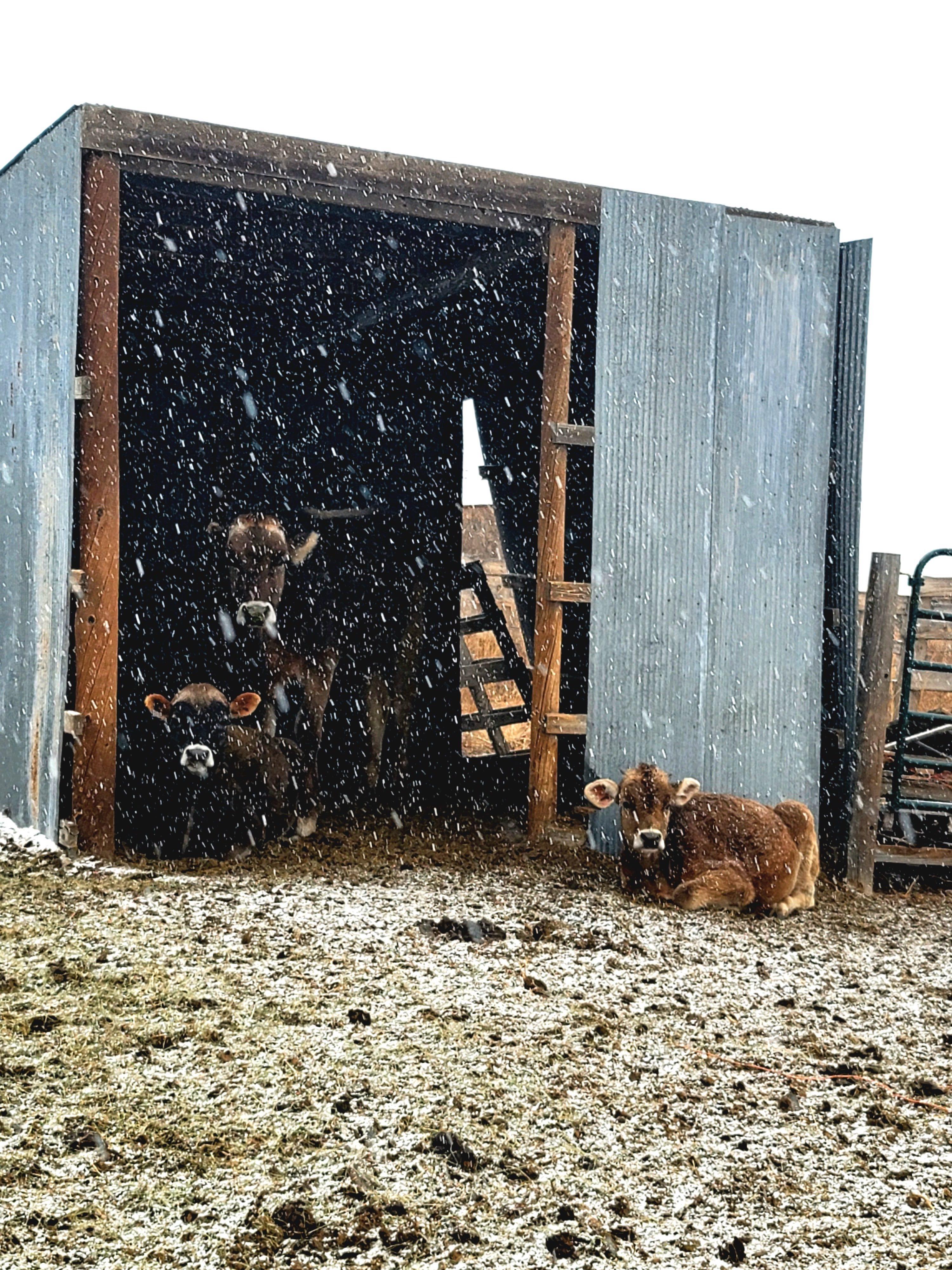 A mother and her two calves shelter from the falling snow in a makeshift shed, photo by Caren Leyva.