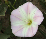 Bindweed