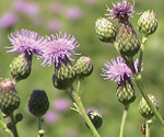 Canada thistle